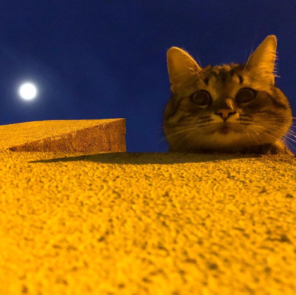 Țâță de mâță